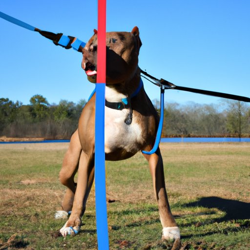 Understanding the Link Between Exercise and Behavioral Problems in Pitbulls