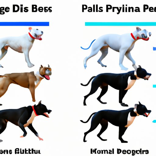 Comparing Exercise Needs of Pitbulls to Other Dog Breeds