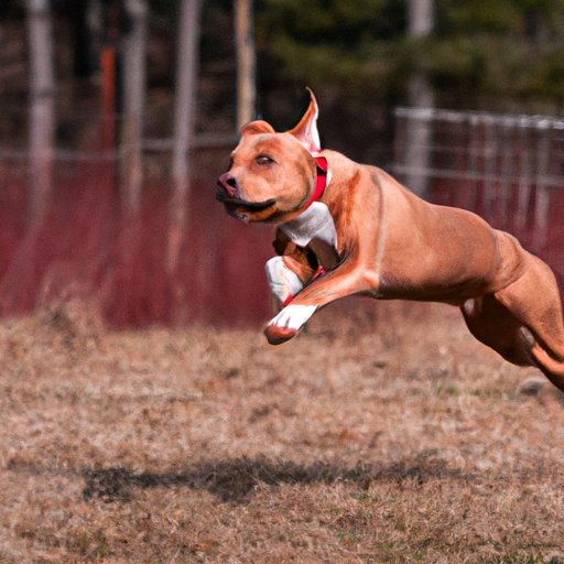 Exploring Appropriate Exercise Routines for Pitbulls