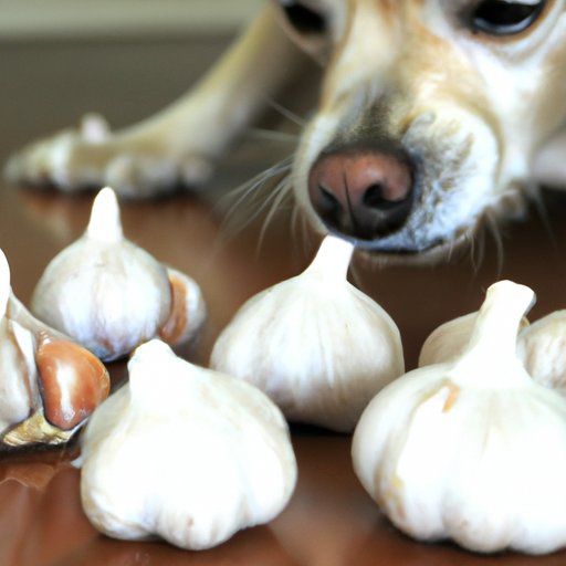 The Dangers of Feeding Garlic to Dogs