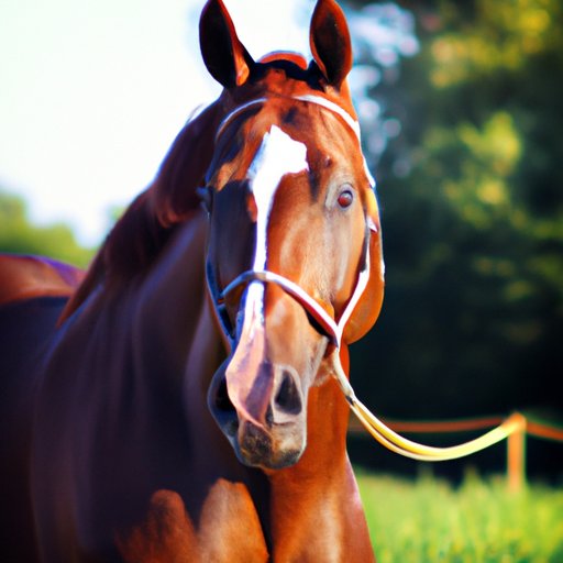 The Cost of Owning a Horse: A Comprehensive Guide