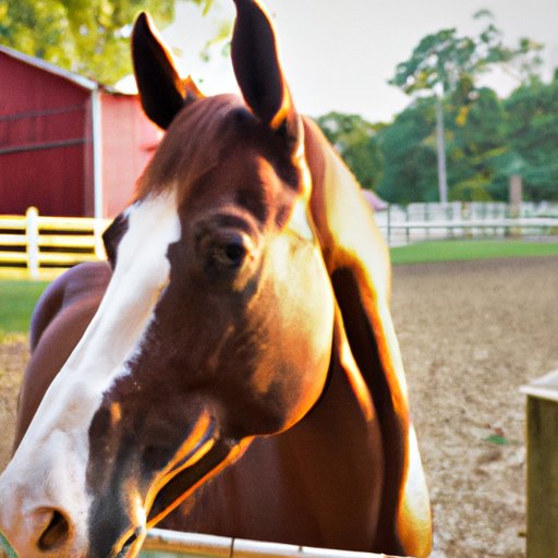 What to Consider When Buying a Horse: Breaking Down the Cost