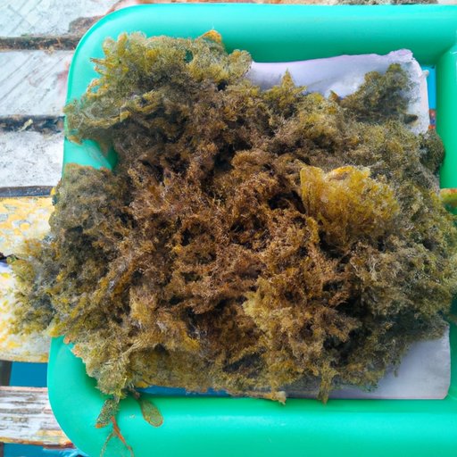 The Best Way to Reap the Benefits of Sea Moss and How Much to Consume Daily