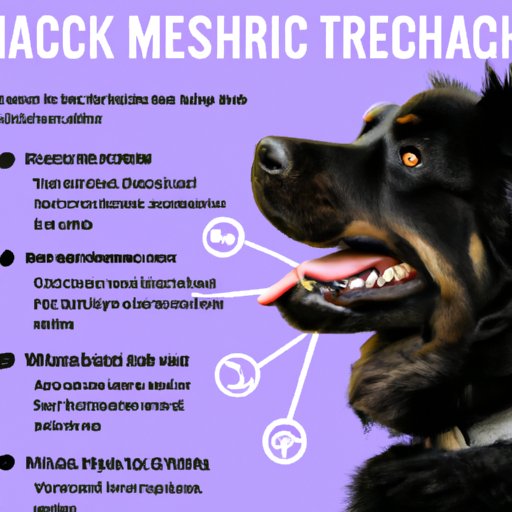 The Benefits of Microchipping Your Dog