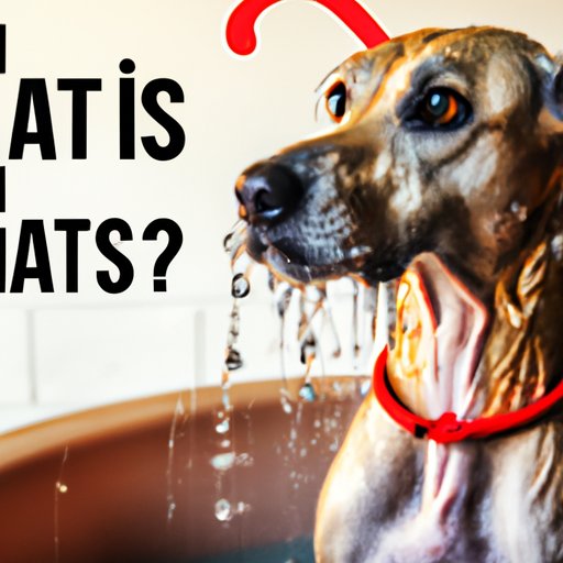 Everything You Need to Know About How Often to Bathe an Indoor Dog