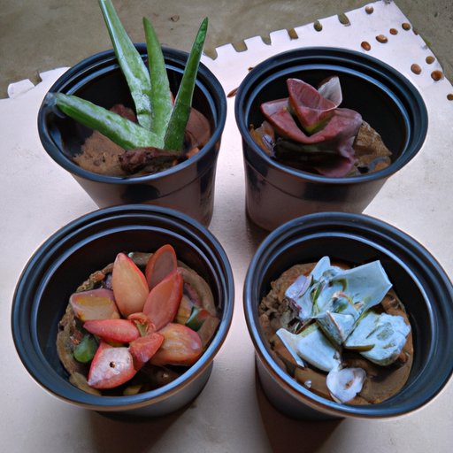 Outlining the Types of Succulents and Their Water Requirements