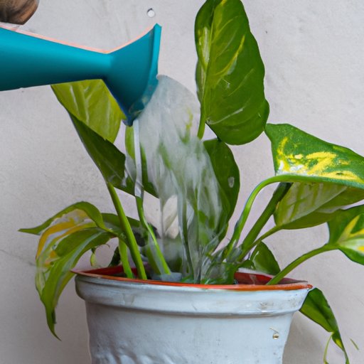 The Best Practices for Watering Outdoor Potted Plants
