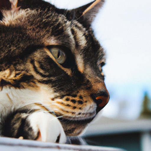 An Exploration of How Living Conditions Impact Cat Life Expectancy