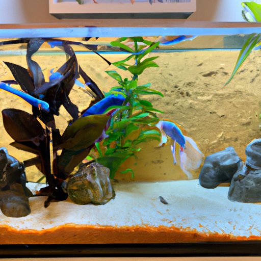 Creating a Healthy Tank Environment for Your Betta Fish