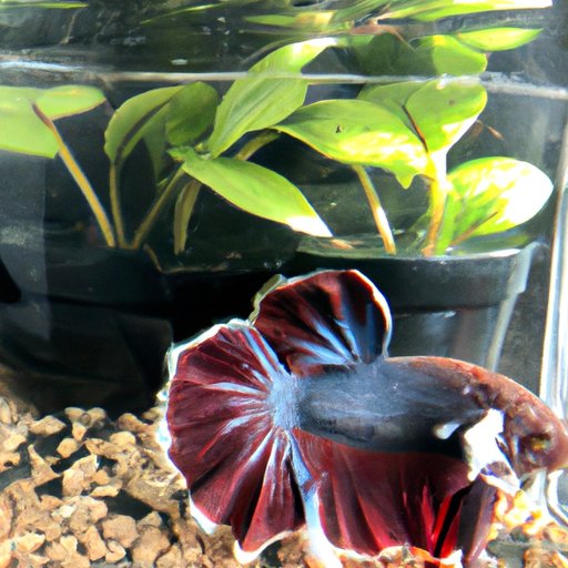 Feeding Your Betta Fish the Right Diet
