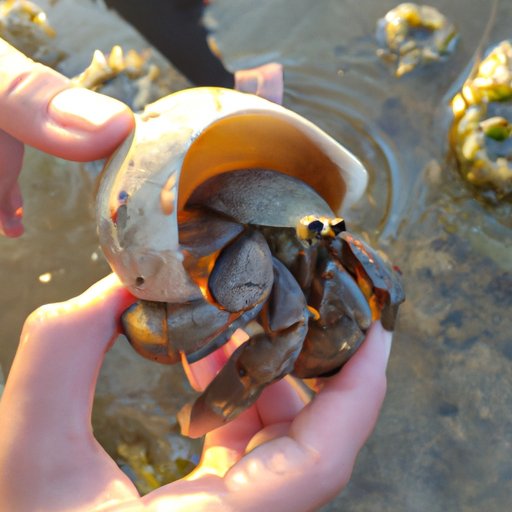 Understand the Habitat Needs of Hermit Crabs
