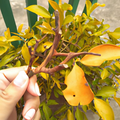Pruning Dead or Yellowing Leaves