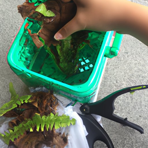 Pruning and Propagating Your Fern