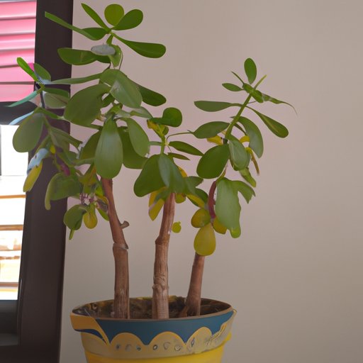 Benefits of Growing a Money Tree