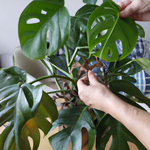 Tips for Pruning and Training Monstera
