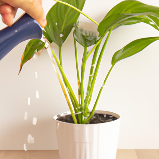 Watering Your Peace Lily: Tips for Keeping It Healthy