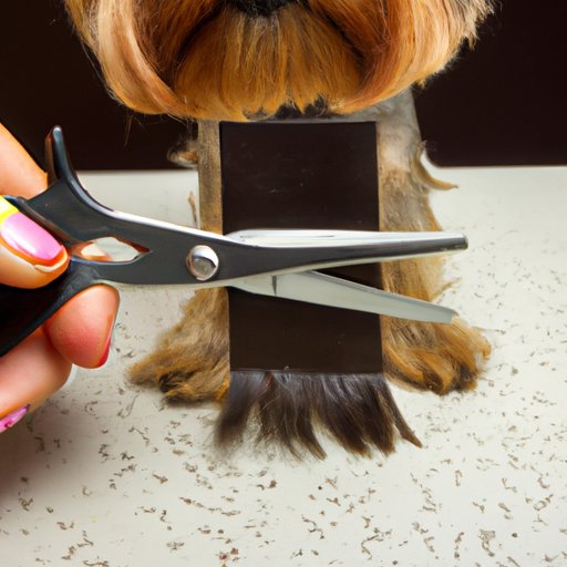 DIY Haircut: How to Achieve the Perfect Cut on Your Yorkie