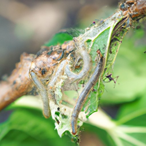 Encourage Beneficial Insects to Help Control Tent Caterpillar