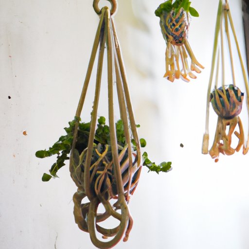 Use a Plant Hanger or Macrame Cord