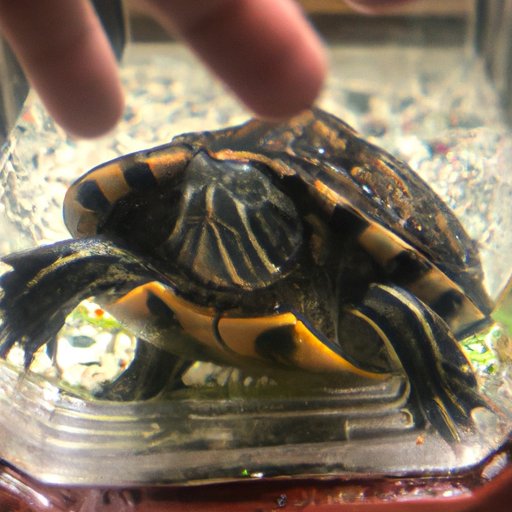 Give Your Turtle Enough Time Out of Its Tank