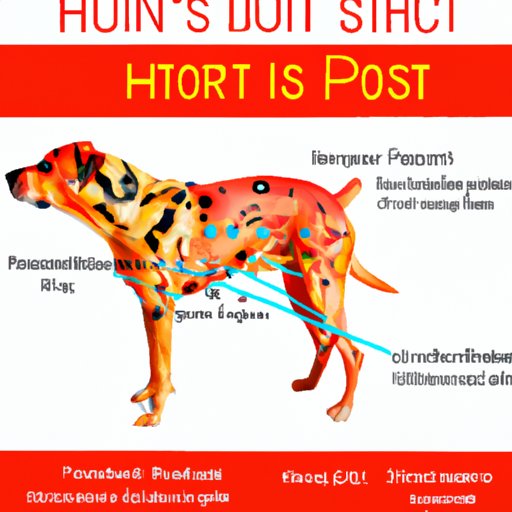 Definition of Hot Spots on Dogs