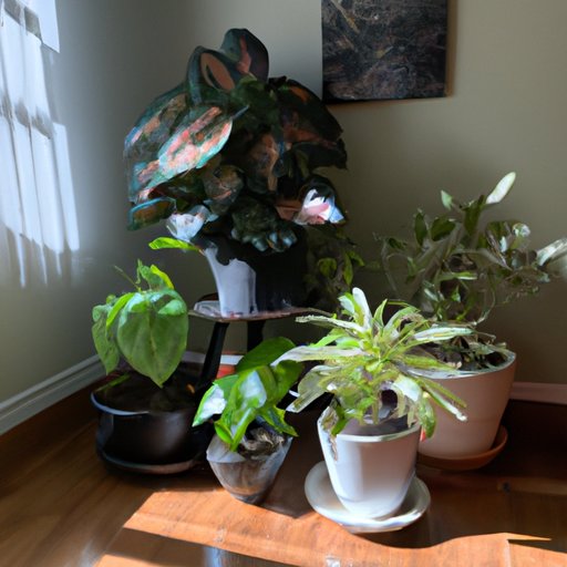 Tips for Optimizing Light Intensity and Placement for Indoor Plants