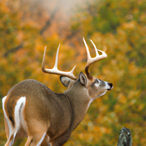 Exploring the Pros and Cons of Hunting Season