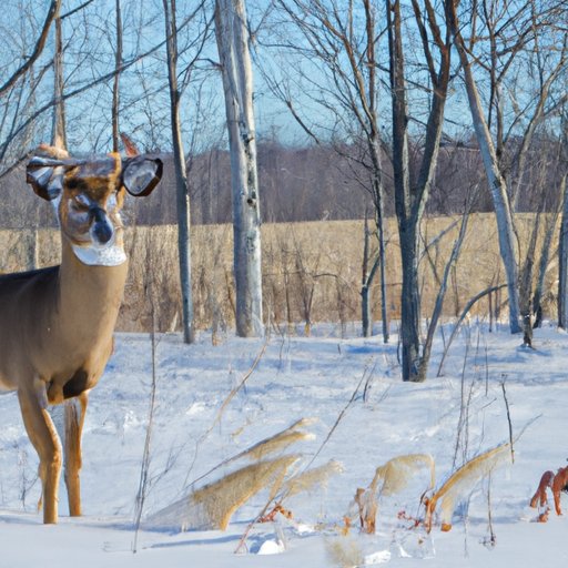 Examining the Impact of Hunting Season on Wildlife Populations