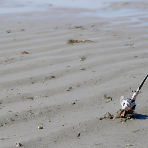 Tips for Successful Fishing During Low Tide