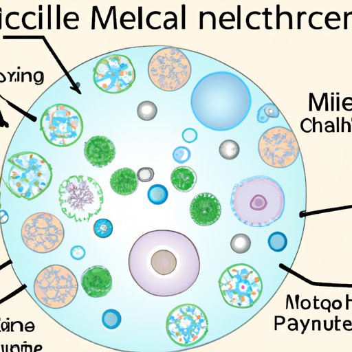 Understanding Micelles and Their Role in Micellar Water