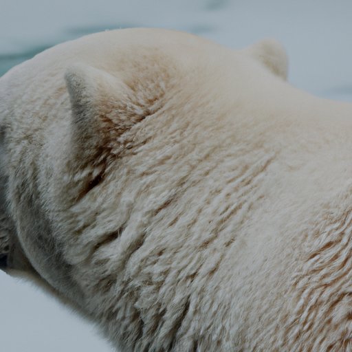 The True Colors of Polar Bears: What We Know About Their Skin and Fur