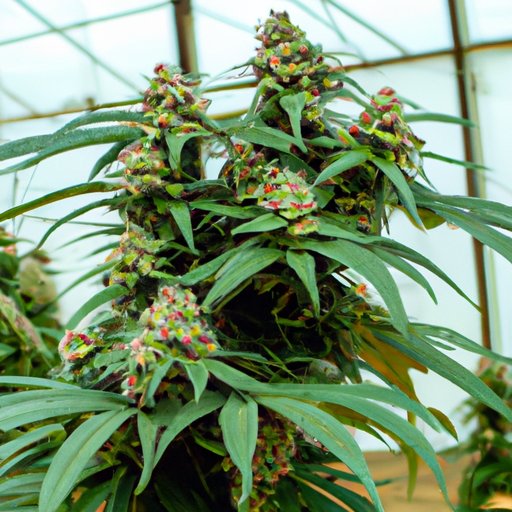 A Comprehensive Guide to Growing Wedding Cake Sativa