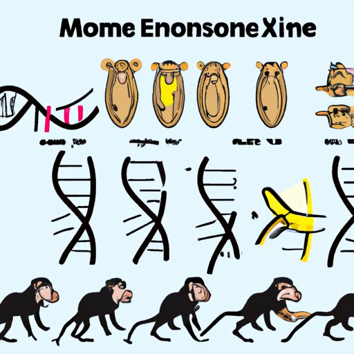 Chromosome Number and Animal Evolution
