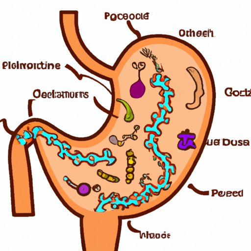 A Look at the Digestive System