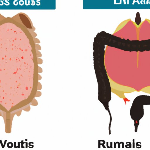 Comparative Study of Animal Stomachs
