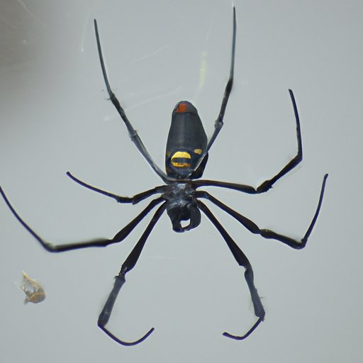 Top 10 Most Dangerous Spiders