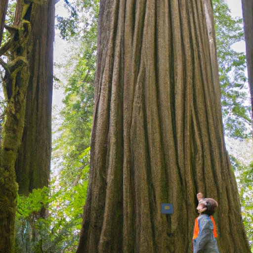 An Analysis of Tree Heights: Examining the Largest Trees on the Planet