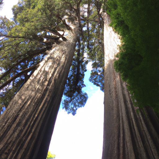 A Journey Around the Globe: Visiting the Most Impressive Tall Trees