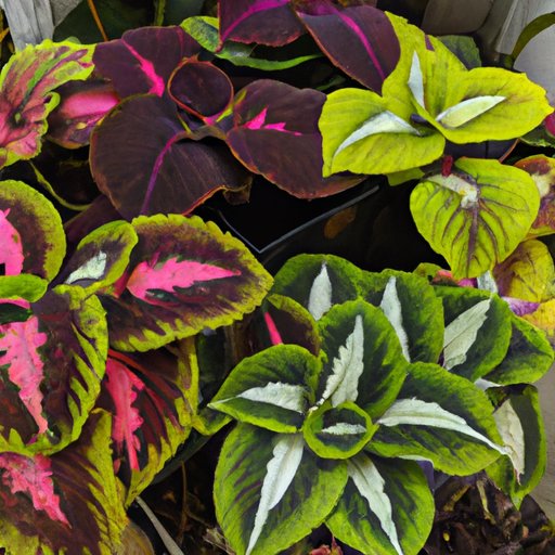A Comprehensive Look at Which Color Plants Absorb the Most