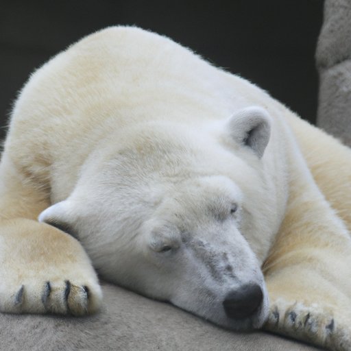 What Science Tells Us About the Color of Polar Bear Skin