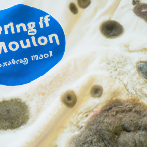 What to Look For: A Closer Look at Different Types of Mold Growth on Clothing