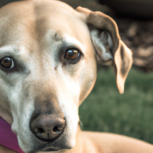 What Pet Owners Need to Know About Dog Skin Cancer 