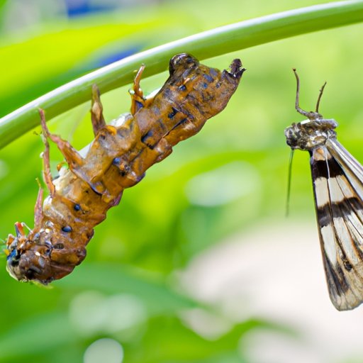 The Transformation From Tent Caterpillar to Moth