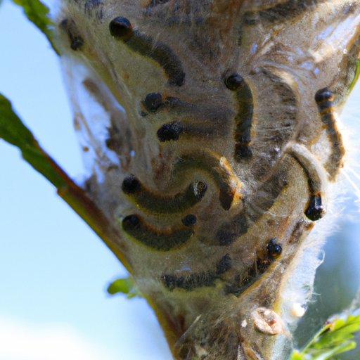 Investigating the Development of Tent Caterpillars