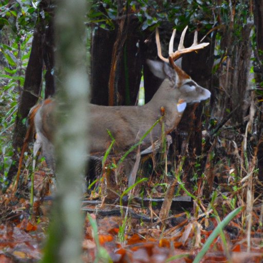 Exploring the Different Types of Hunting Seasons in North Carolina