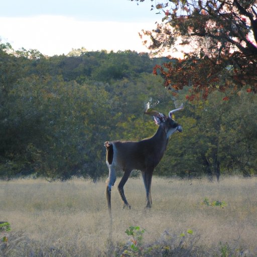 Exploring the Different Types of Hunting Season in Texas