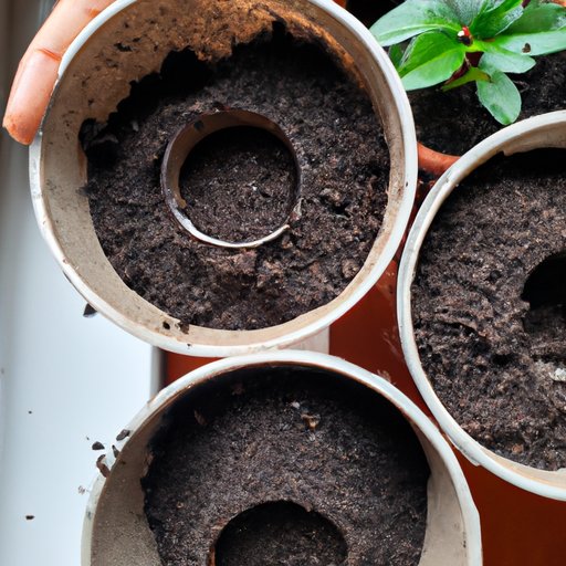The Best Plants to Grow with Used Coffee Grounds