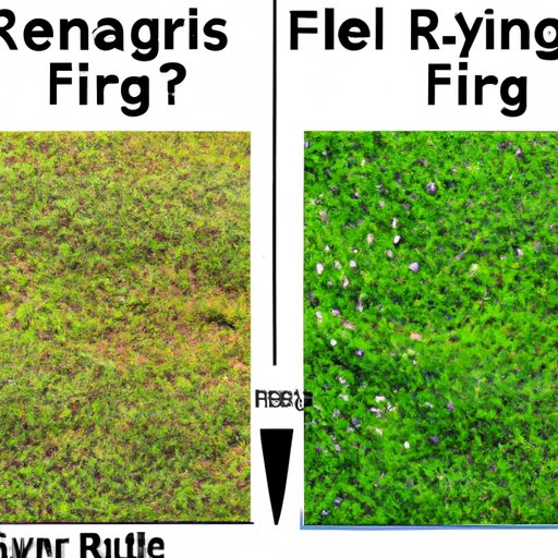 The Difference Between Fairways and Roughs in Golf