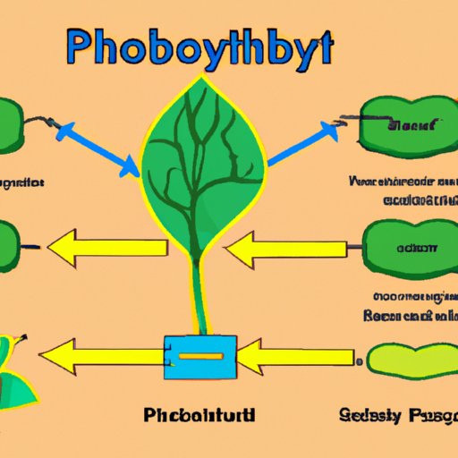 The Science Behind Photosynthesis and Its Output