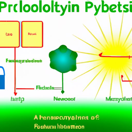 How Photosynthesis Powers Our World: An Overview of Its Products
